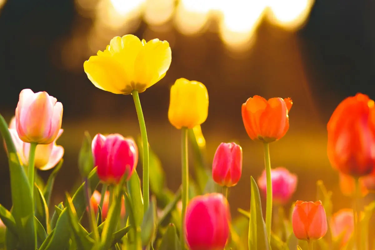 Spring blossoms representing renewal and mental health reset
